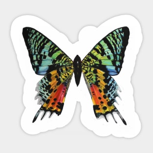 Madagascan Sunset Moth Sticker
